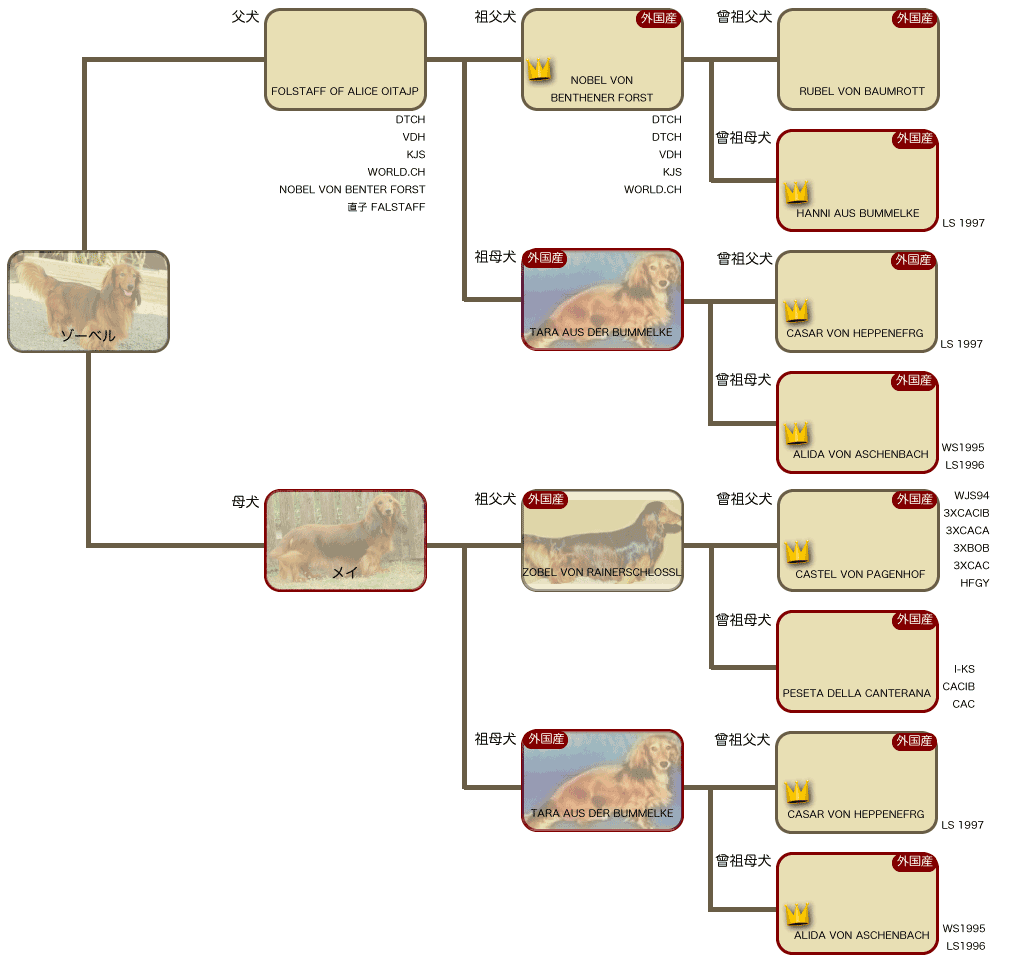ゾーベルの系統図