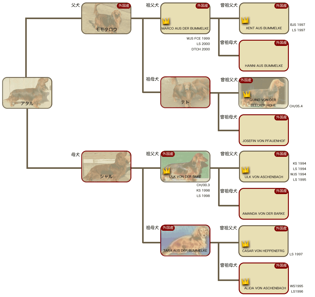 アタルの系統図
